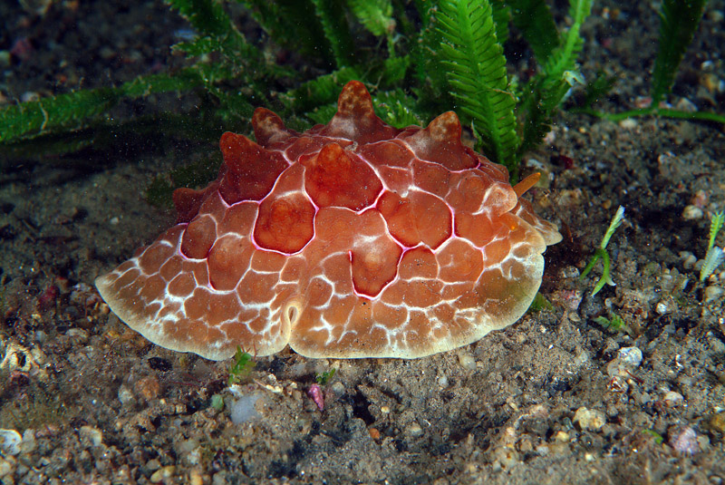 Pleurobranchus testudinarius